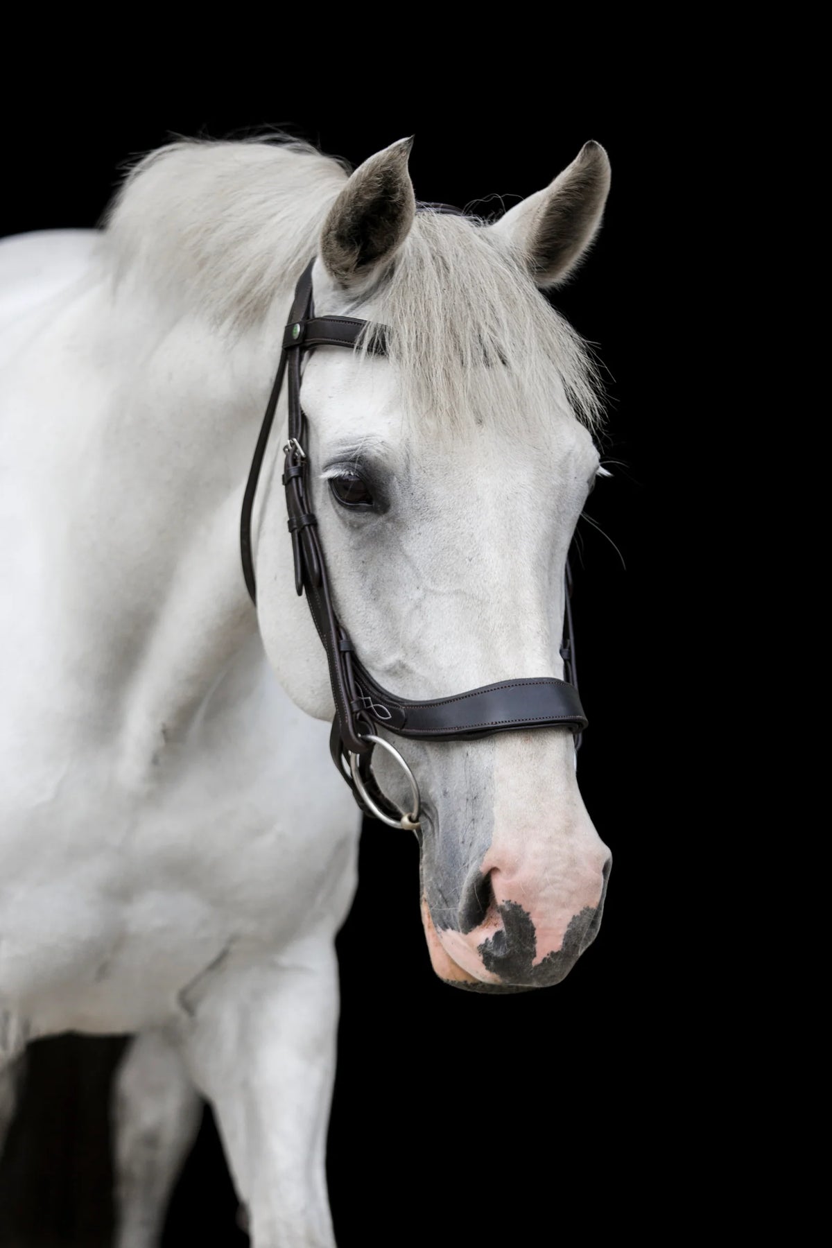 EcoRider Freedom Comfort Bridle