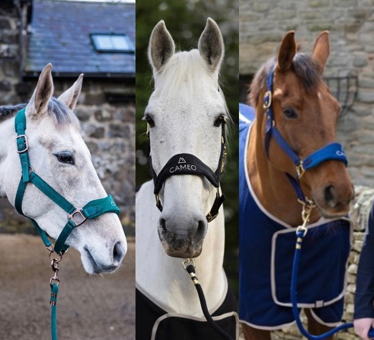 Suede Elite Headcollar & Rope set