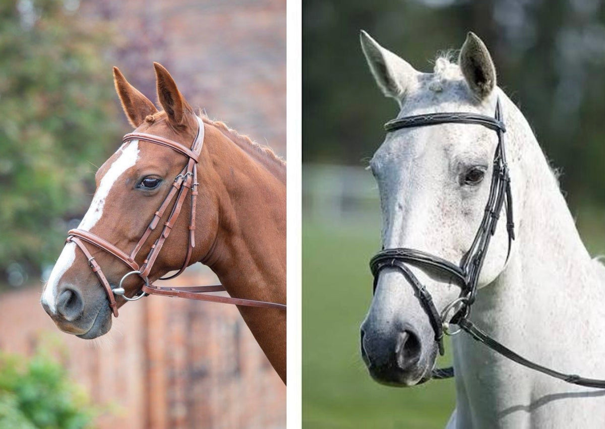 Shires Avignon Padded Raised Flash Bridle