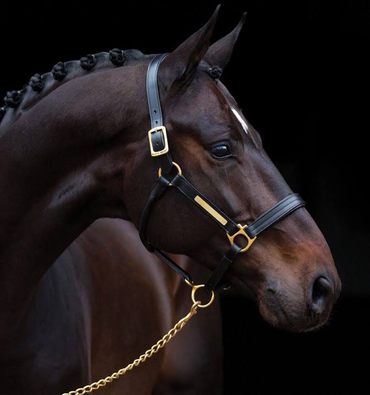 HorseWare Ireland Amigo Leather Headcollar