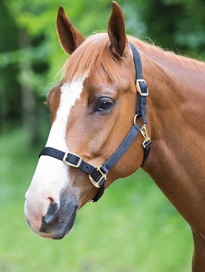 Shires Adjustable Headcollar