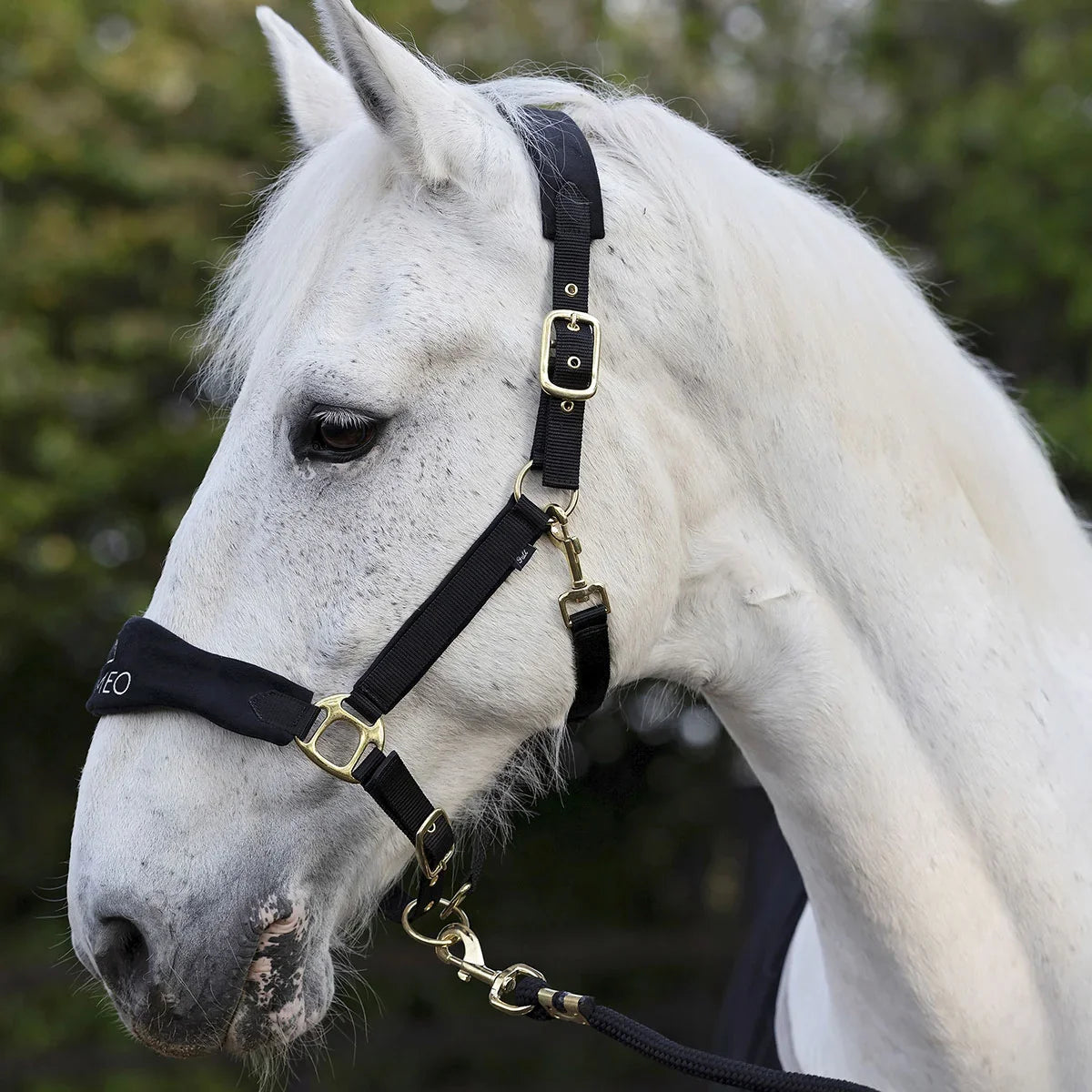Suede Elite Headcollar & Rope set