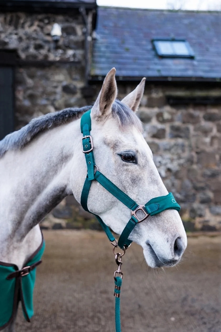 Suede Elite Headcollar & Rope set