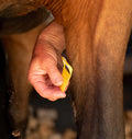 Smart grooming equi shave